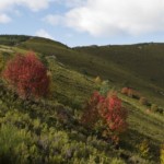 Beech La Pedrosa